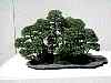 bonsai21.jpg
